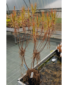Roridula gorgonias