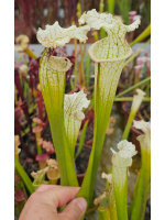 S. Leucophylla 'g2' x...