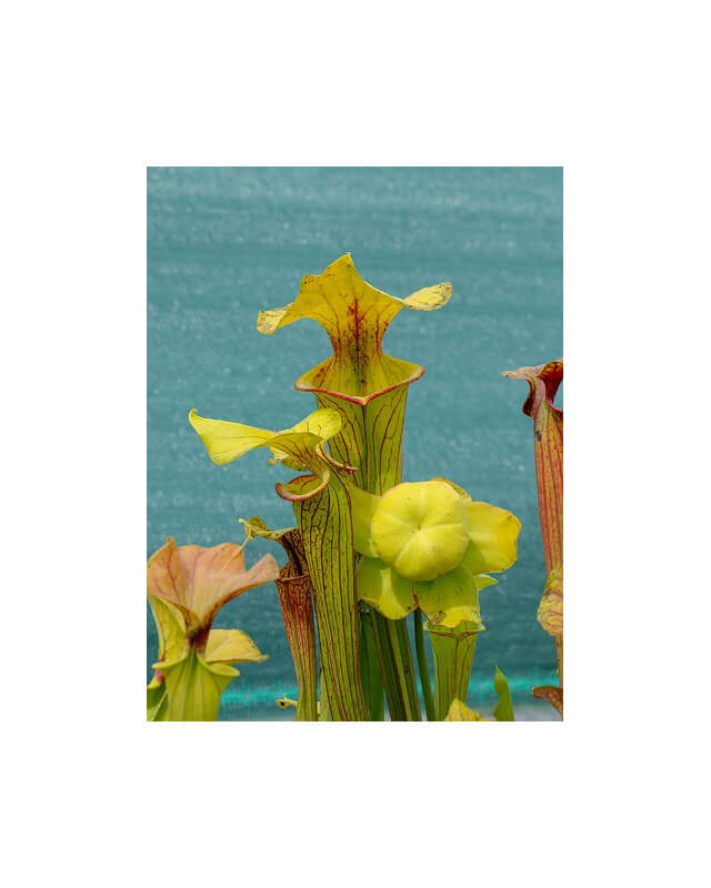 S. flava var. ornata -- Heavy veined giant,Apalachicola,WS,(PW)(F37,MK)