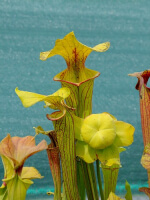 S. flava var. ornata -- Heavy veined giant,Apalachicola,WS,(PW)(F37,MK)