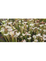 S. x oreophila x (alata x leucophylla) Orange flower - 5821