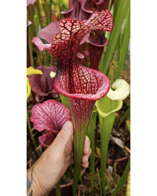 Sarracenia 'Callisto'