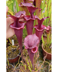 Sarracenia 'Erythros'