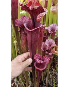 Sarracenia 'Etna'