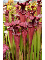 Sarracenia 'Etna' - 5839