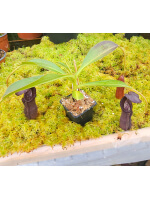 Nepenthes Izumiae x trusmadiensis - 5844