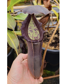 Nepenthes Izumiae x...