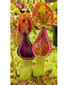 Nepenthes lowii x truncata...