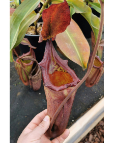 Nepenthes Maxima dark x...