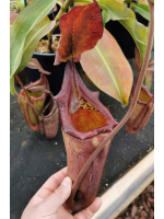 Nepenthes Maxima dark x x...