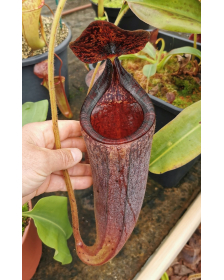 Nepenthes glandulifera x...