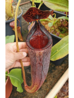 Nepenthes glandulifera x...