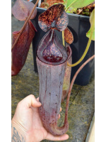 Nepenthes glandulifera x (N.mira x lowii) - 5864