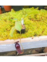 Nepenthes glandulifera x (N.mira x lowii) - 5865
