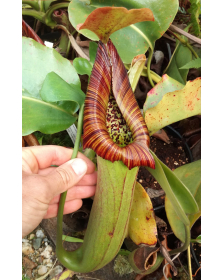 Nepenthes truncata red flush