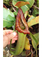Nepenthes truncata red flush