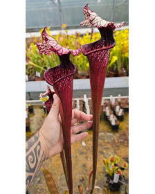 Sarracenia 'Fantasia'