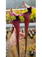 Sarracenia 'Fantasia'