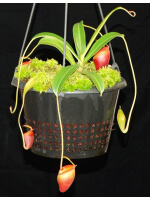 Nepenthes jacquelineae clone sélectionné BE-3874 - 5884