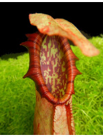 Nepenthes northiana -- best clone selected - 5885