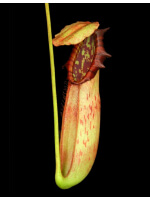 Nepenthes northiana -- best clone selected - 5886
