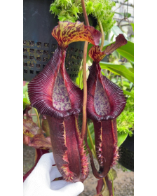 Nepenthes  singalana x (burbidgeae x edwardsiana) BE-3984