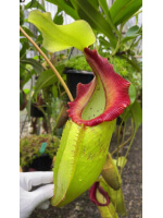 Nepenthes  singalana x (burbidgeae x edwardsiana) BE-3984 - 5893