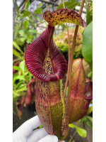 Nepenthes  singalana x (burbidgeae x edwardsiana) BE-3984 - 5895