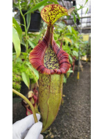 Nepenthes  singalana x (burbidgeae x edwardsiana) BE-3984 - 5896