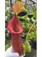 Nepenthes (lowii x macrophylla) x robcantleyi BE 4022 - 5899