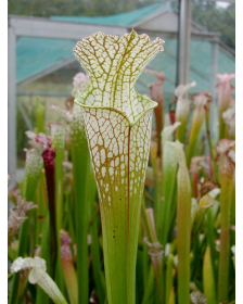 S. leucophylla -- Very large form, white top, green veins, Perdido, AL,W, (L13,MK)