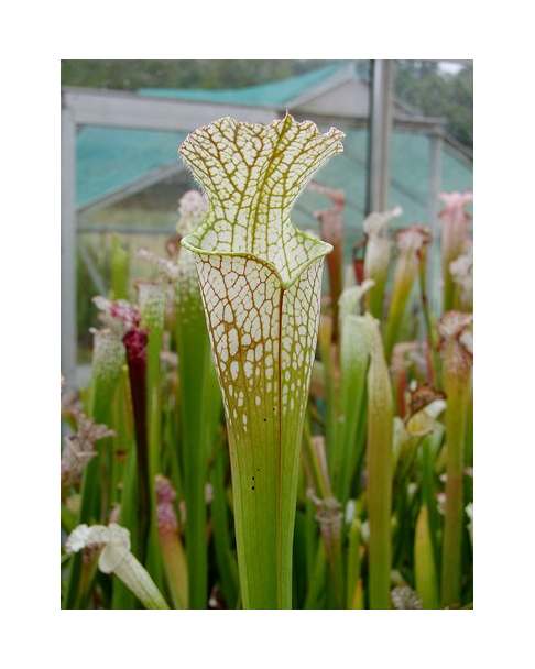 S. leucophylla -- Very large form, white top, green veins, Perdido, AL,W, (L13,MK)