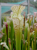 S. leucophylla -- Very large form, white top, green veins, Perdido, AL,W, (L13,MK)