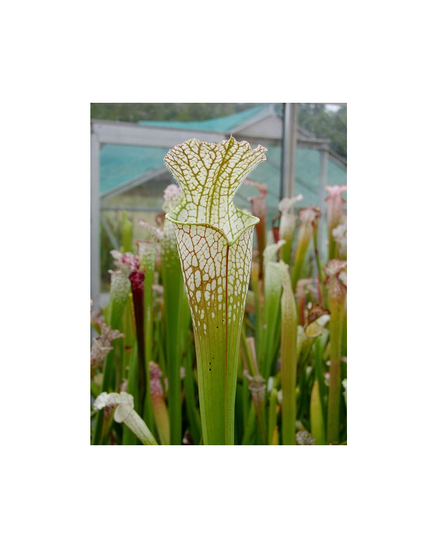 S. leucophylla -- Very large form, white top, green veins, Perdido, AL,W, (L13,MK)