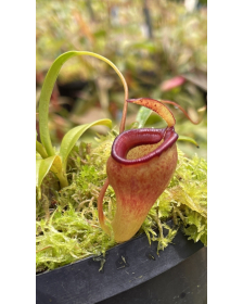 Nepenthes Jamban grex 2 –...