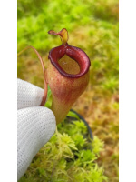Nepenthes Jamban grex 2 – assorted clones BE-4667 - 5901