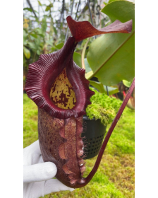 Nepenthes rajah x...