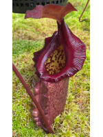 Nepenthes rajah x robcantleyi BE-4019 - 5903