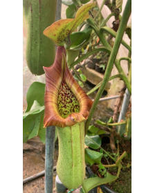 Nepenthes truncata -- pasian highland BE-3203