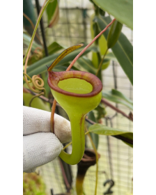 Nepenthes Jamban -...