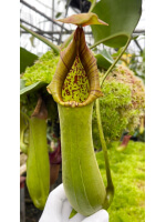Nepenthes truncata 'Singapore Botanic Gardens' BE-4001 - 5913
