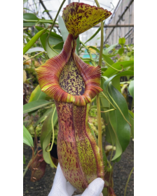 Nepenthes spathulata x...