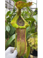 Nepenthes spathulata x (burbidgeae x edwardsiana) BE-3978 - 5915