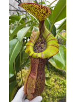 Nepenthes spathulata x (burbidgeae x edwardsiana) BE-3978 - 5916