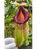 Nepenthes spathulata x (burbidgeae x edwardsiana) BE-3978 - 5917
