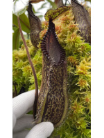 Nepenthes hamata ‘ Gng. Tambusisi’ BE-3975 - 5918
