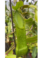 Nepenthes hamata ‘ Gng. Tambusisi’ BE-3975 - 5920