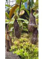 Nepenthes hamata ‘ Gng. Tambusisi’ BE-3975 - 5921