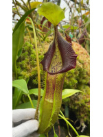 Nepenthes Singalana -- belirang BE-3170 - 5922