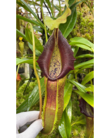 Nepenthes Singalana --...
